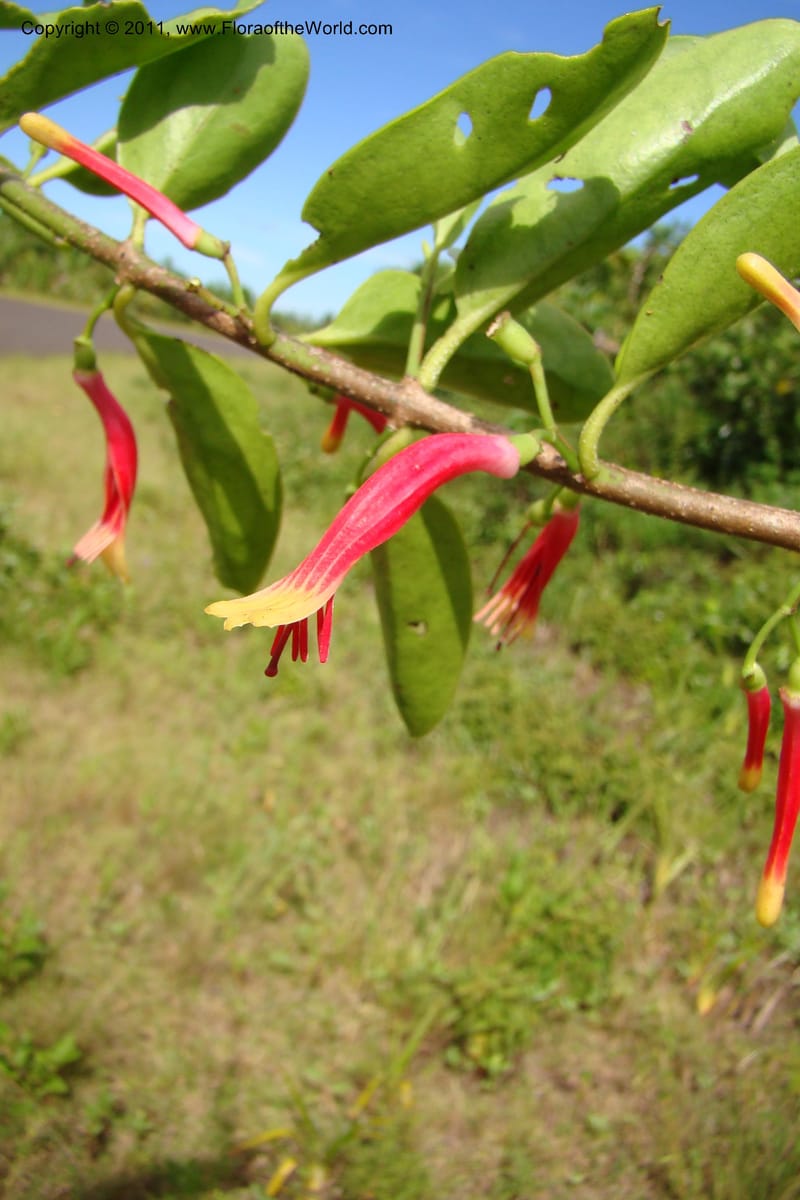 Bakerella clavata, Razafindraibe 212--Madagascar. Prov. Fianarantsoa. RN 12. 14 Jan 09. 257 (7).jpg
