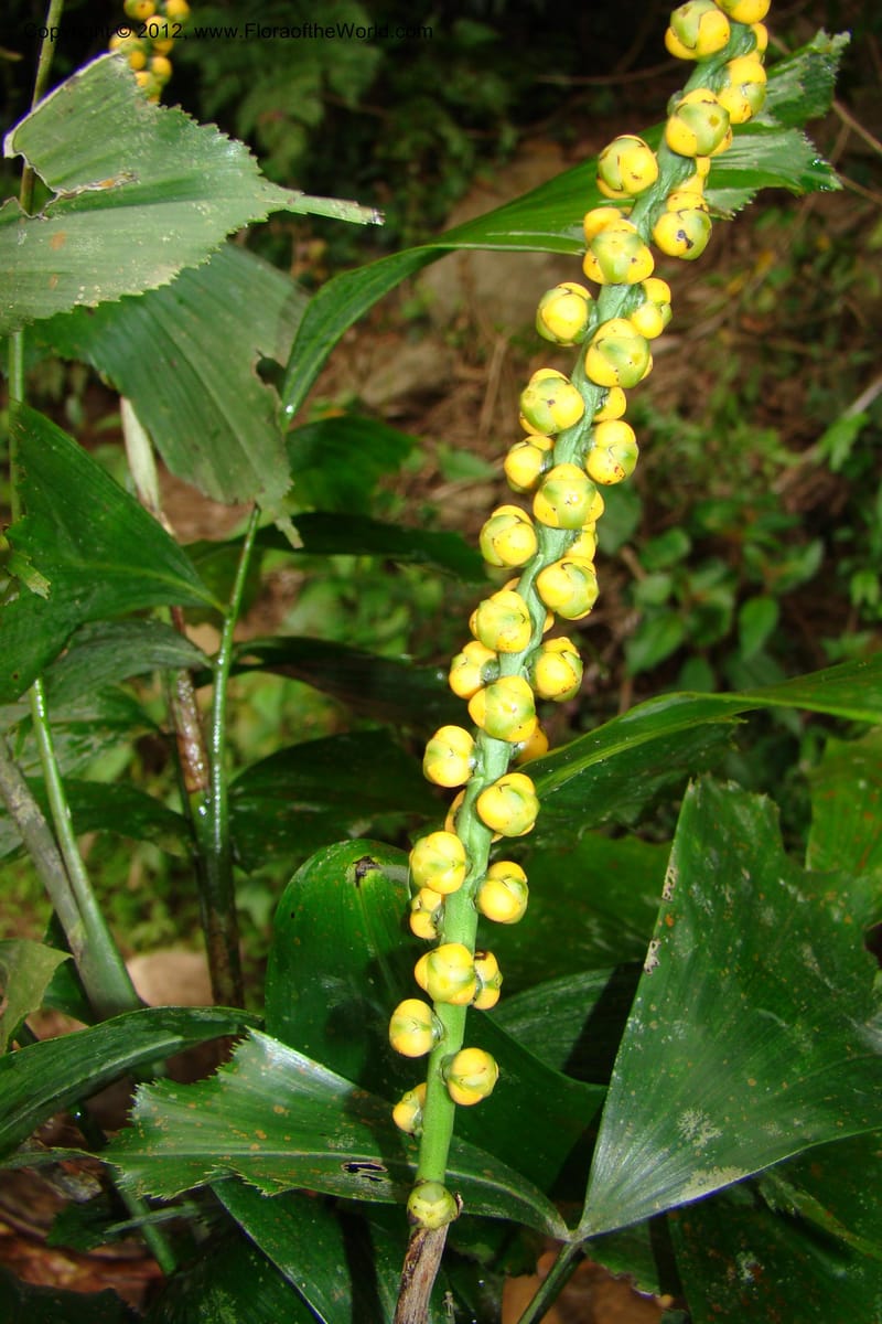 Arenga caudata, Regalado 1719--Viet Nam. Thua Thien Hue Prov. Nam Dong Distr. Thuang.12 Apr 09. 323 (4).jpg