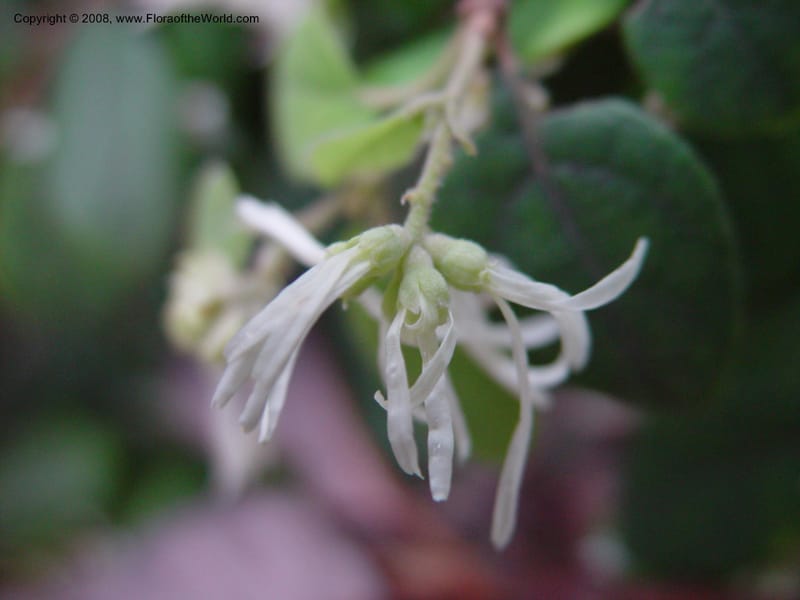 Loropetalum chinense--CA. UCLA. Mathias Bot. Gard. 13 Feb 03. 205.jpg