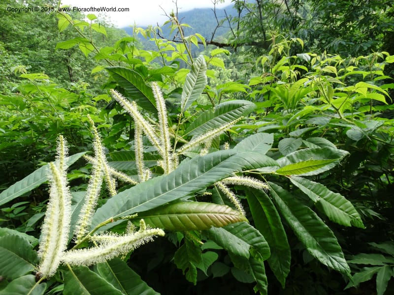 Flowering catkins and foliage on a branch
