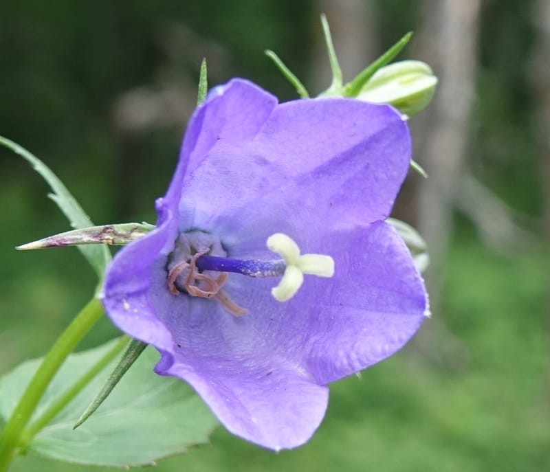 Campanula rhomboidalis, Davidson, C 13268--Switzerland. Valais. 6 km from Gletsch. 2 Jul 2016. DSC08136 (17).JPG
