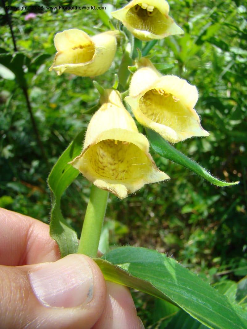 Digitalis grandiflora, CDavidson11255--Slovenia. Gorenska Reg. Velika Planina. 6 Jul 08. 157.jpg