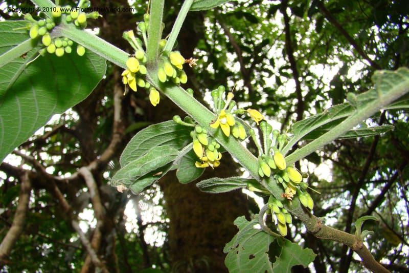Witheringia, B. Hammel 25194--Costa Rica. Prov. San Jose. 20 April 09. 176.jpg