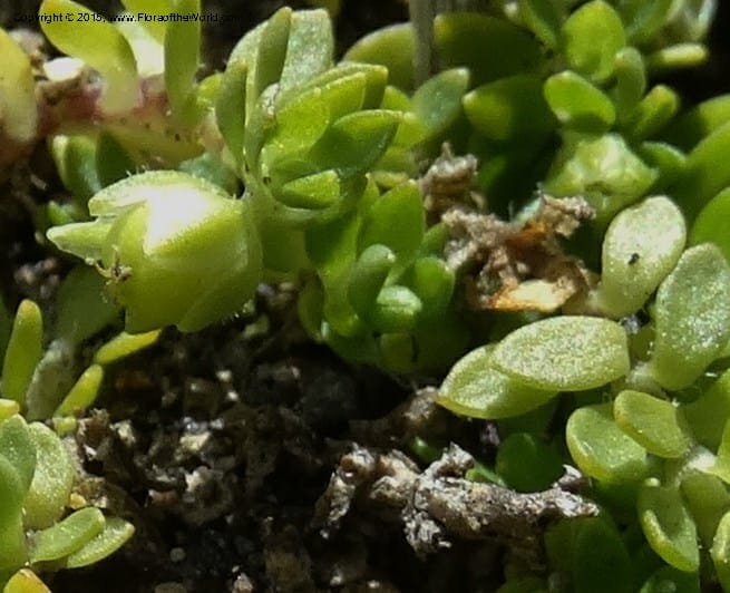 Cerastium, Ulloa, C 2487--Ecuador. Cotopaxi. 23 Apr 2015. DSC02466 (122).JPG