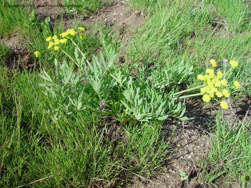 Lomatium--ID. Boise Co. Summit of Horseshoe Bend Hill, Hwy 55. 27 Apr 03. 008.jpg