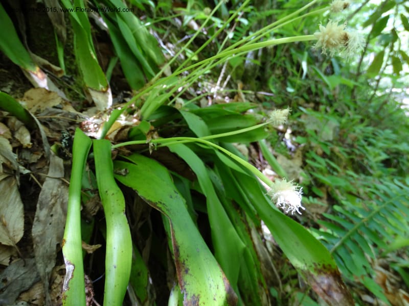 Cymophyllus fraserianus, Davidson, C 12984--North Carolina. Clay Co. Perry Gap Rd, Barnard's Cr. 13 May 2015. DSC04860 (58).JPG