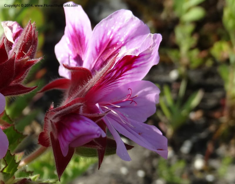 Pelargonium cucullatum, Davidson, C 12327--South Africa. Western Cape. E. side, Fernkloof. 24 Jan 2014. DSC01799 (337).JPG