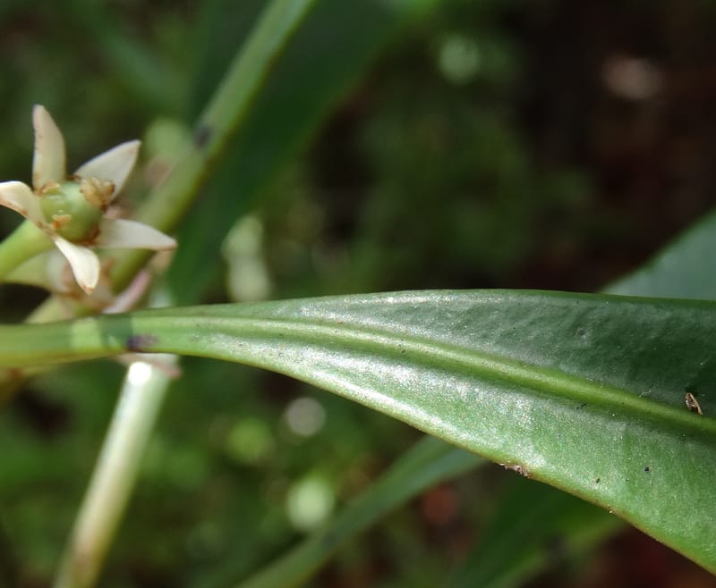 Phelline, Callmander, M 1238--New Caledonia. Mont Dzumac. 12 Nov 2015. DSC01563 (201).JPG