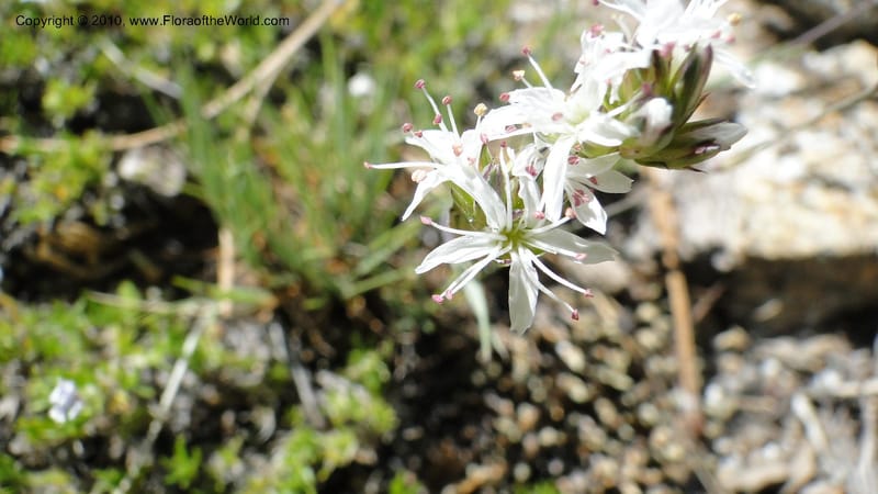 Arenaria congesta, C. Davidson 11767--ID. Idaho Co. Josephine Lk Rd . 27 July 2010. 001 (70).jpg