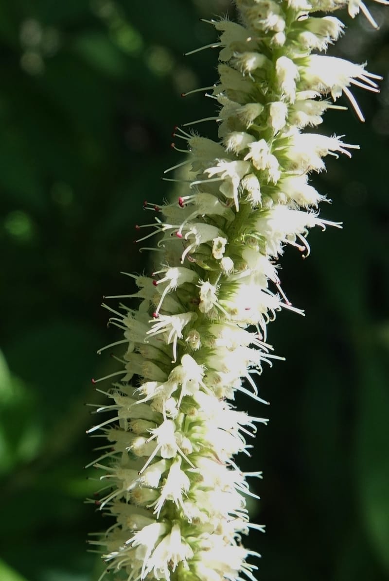 Elsholtzia fruticosa, C. Davidson 13758--China. Sichuan. Yibailingba-gou. 12 Aug 2017. DSC04660 (557).JPG