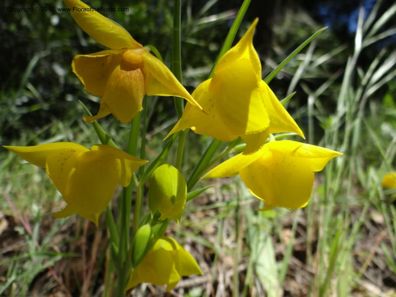 Calochortus amabilis, Davidson, C 12123--Calif. Napa Co. Hwy 128. 16 Apr 2013. DSC03072 (48).JPG