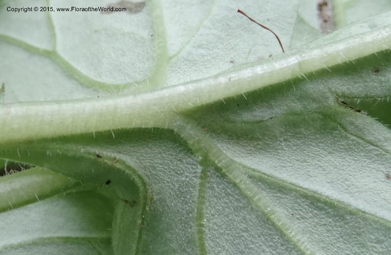 Hydrophyllum macrophyllum, Davidson, C 13025--North Carolina. Haywood Co. Pigeon R. 16 May 2015. DSC05923 (89).JPG