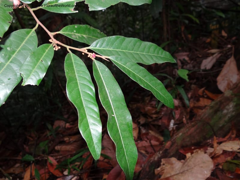 Knema, S.98854--Malaysia, Sarawak.. Bot. Res. Center, Semengoh. 26 Mar 2012. DSC05403 (65).JPG