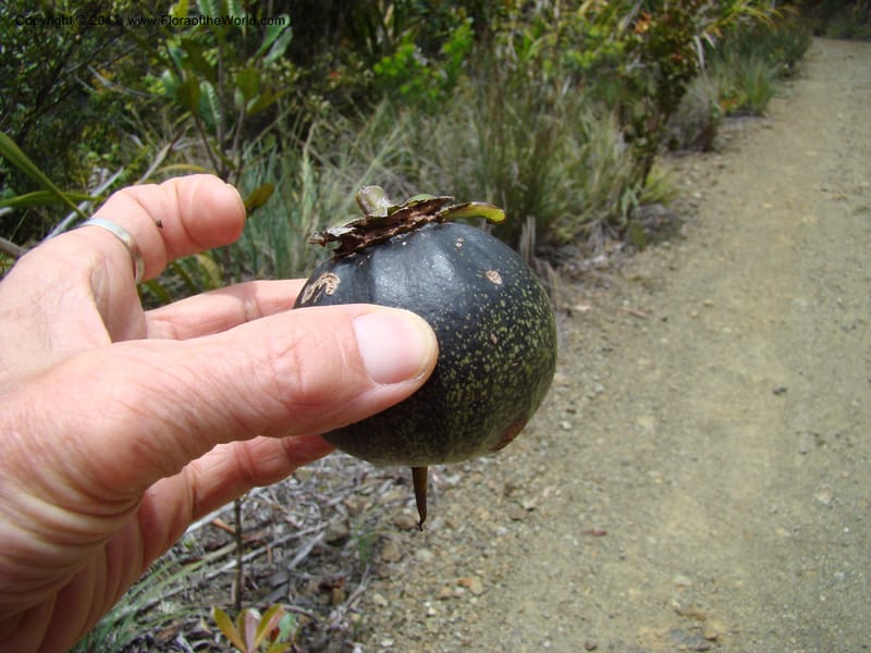 Strasburgeria robusta, Munzinger, J 4877--New Caledonia,  Dzumac, 20 Nov 2007, 28 (7).jpg