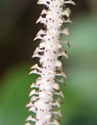Piper bonii, D. Boufford 44107--China. Yunnan. Lao jun Shan. 30 Apr 2018. DSC00424 (397).JPG