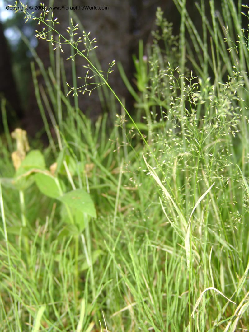 Agrostis scabra, CDavidson11119--ID. Adams Co. For. Serv. Rd. 453, to Goose Lk. 20 Jul 07. 226.jpg