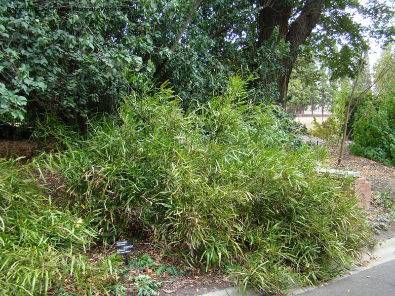 Homalocladium platycladium--Australia. Royal Botanic Garden, Melbourne. 19-20 Mch 08. 318.jpg