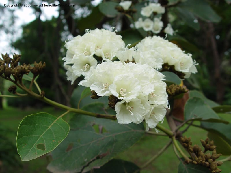 Cordia holstii--So. Africa. Durban Bot. Gard. 3 Oct 03.  080.jpg