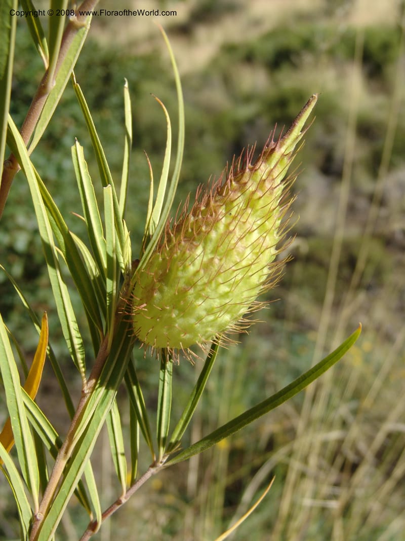 Gomphocarpus fruticosus--So.Africa. E. Cape. Joubert's Pass, SE of Lady Gray. 9 Mch 05. 205.jpg
