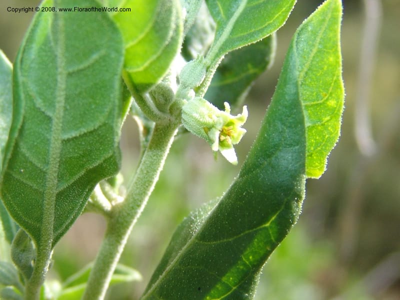 Withania somnifera--So.Africa. E. Cape. R58 SE of Lady Grey. 10 Mch 05. 021.jpg