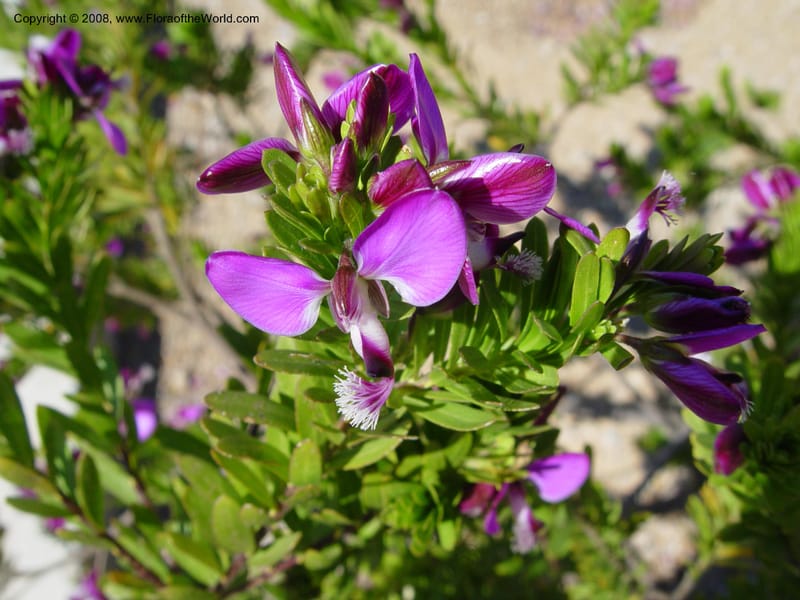 Polygala virgata--Spain. Barcelona Botanic Garden. 21 Apr 04. 084.jpg