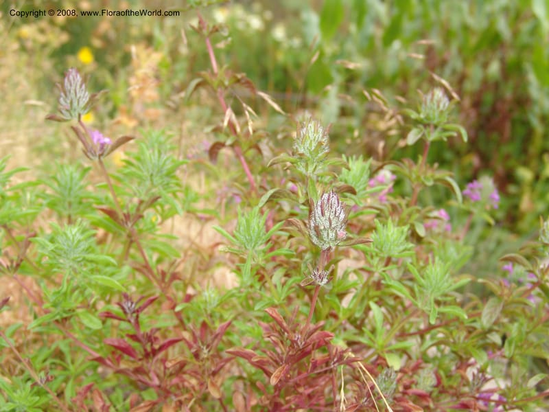 Pogogyne douglasii, 91.1071--CA. UC Berkeley Bot. Garden. 31 May 07. 887.jpg