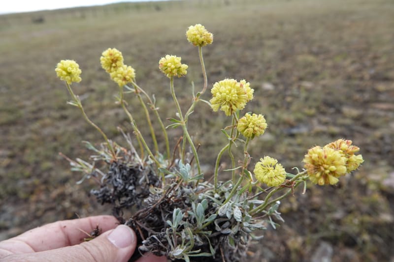 Eriogonum douglasii, C. Davidson 13770--Oregon. Wallowa Co. Upper Camp Creek Canyon. 4 Jun 2018. DSC04733 (121).JPG