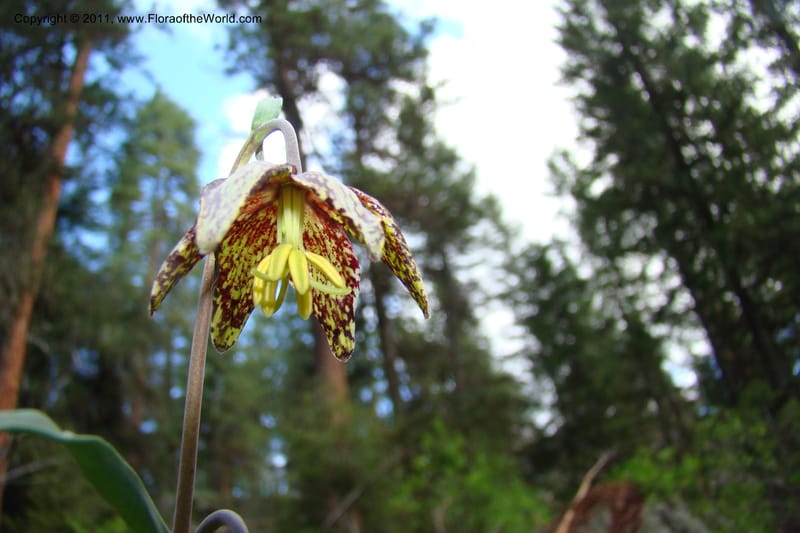 Fritillaria atropurpurea, C. Davidson 11437--Idaho. Valley Co. Payette Lake. Sylvan Beach. 7 June 2009. 037.jpg