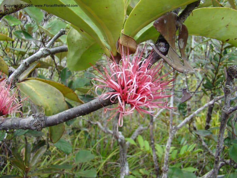 Amyema, JMunzinger4909--New Caledonia. Parc Prov. Riviere Bleue. 22 Nov 07. 154.jpg