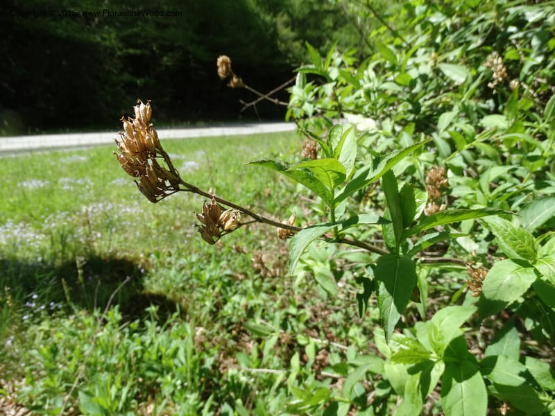 Diervilla sessilifolia, Davidson, C 13068--North Carolina. Haywood Co. NC 215 north of BRP. 21 May 2015. DSC07039 (2).JPG