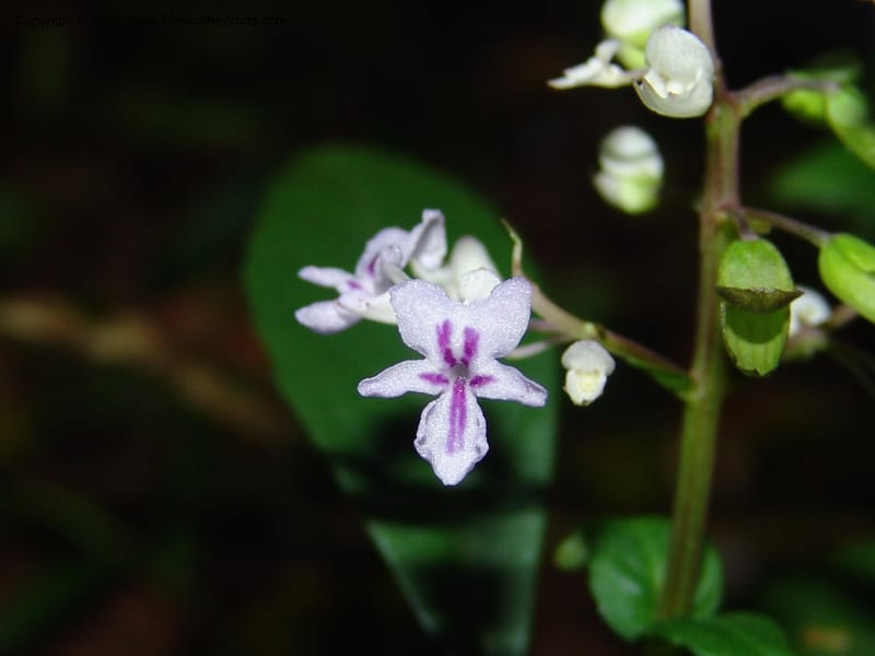 Plectranthus, ROR1600--Madag. Parc Nat. Montagne d'Ambre. 11 Nov 06. 396.jpg