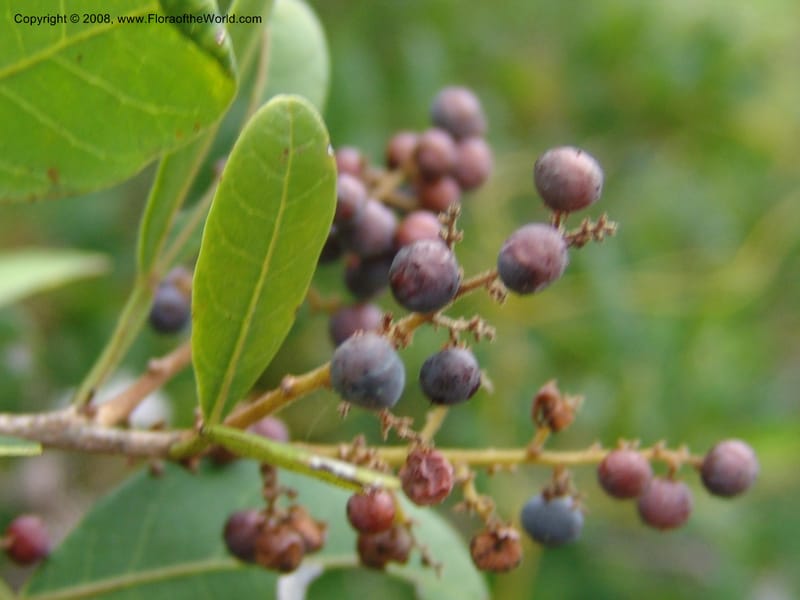 Rhus--Tanzania. Zanzibar. Jozani Forest to Paje Rd.. 17 Jul 0 (91).jpg