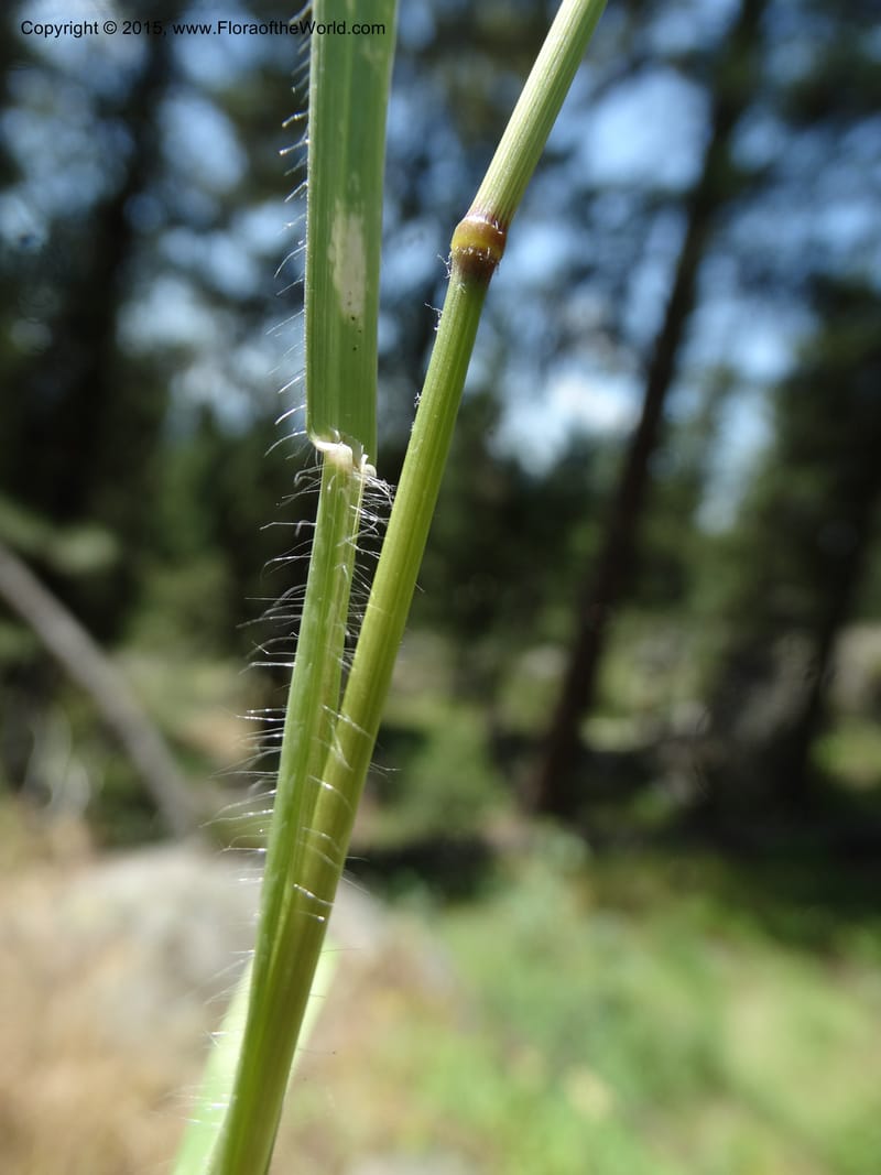 Bromus anomalus, Davidson, C 12563--Idaho. Valley Co. Payette Lake. Sylvan Beach. 12 Jul 2014. DSC09429 (152).JPG