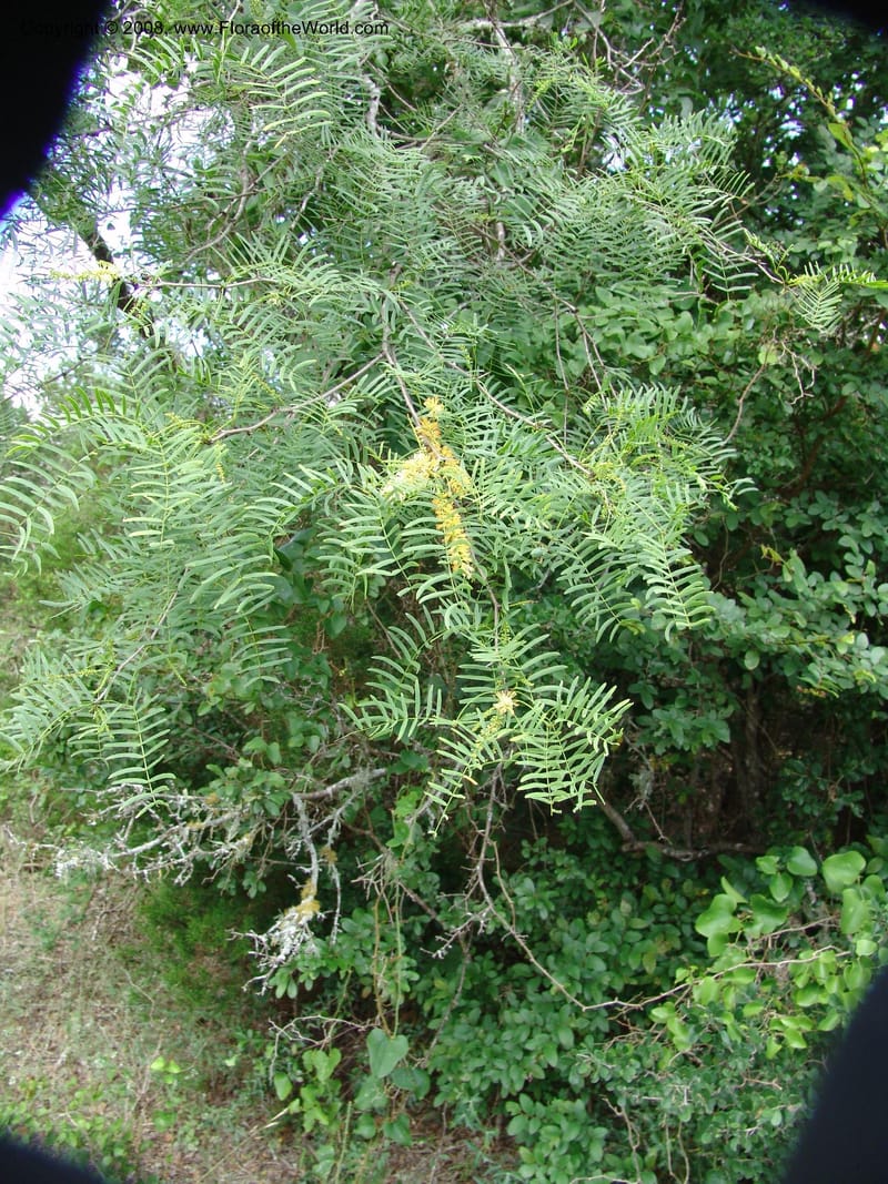 Prosopis glanduloosa--TX. Johnson Wildflower Center. 13 Jun  04. 001.jpg