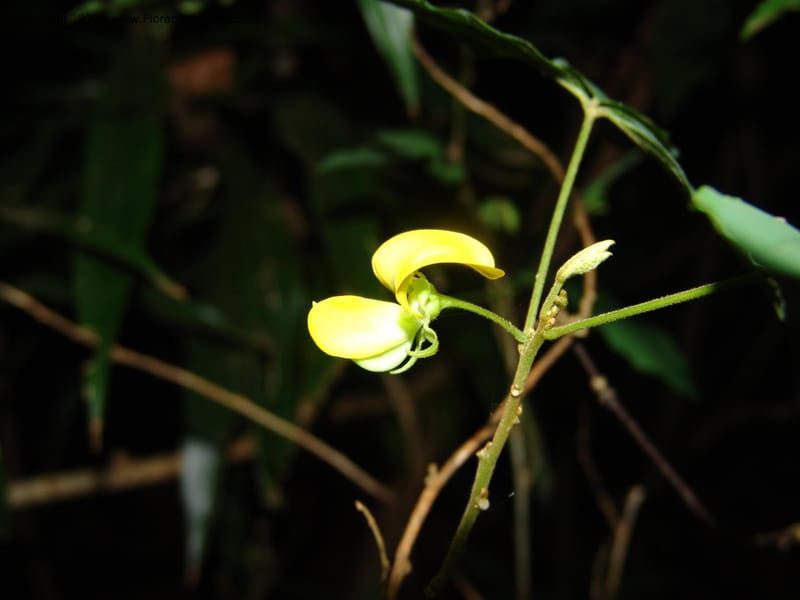 Crotalaria--Kenya. Limuru. Forest fragment near Brackenhurst Ctr. 11 Jul 04. 029.jpg
