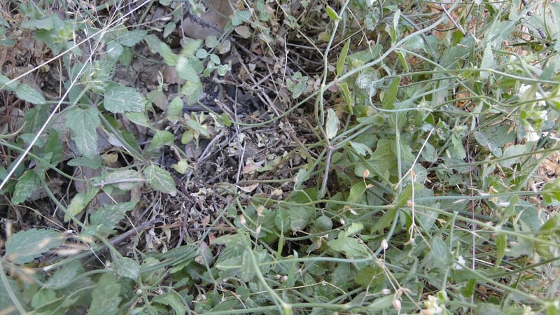 Stachys ballotiformis, A. G. Miller 132.11--Iraq. Kurdistan. Shakh-i Pira Magun. Gueza Khan. 11 June 2010. 089 (22).jpg
