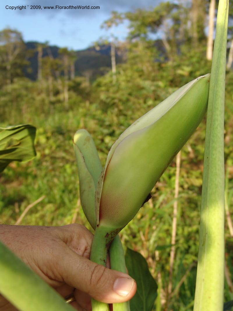 Philodendron deflexum, Croat98842--Ecuador. Zam. Ch. Rio Wawaime Val. 19 Sep 07. 103.jpg