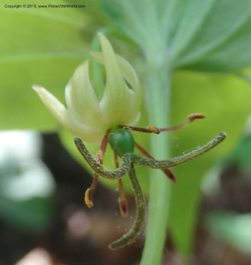 Mediola virginiana, Davidson, C 12947--North Carolina. Trans. Co. W Cradle of For. 11 May 2015. DSC03837 (52).JPG