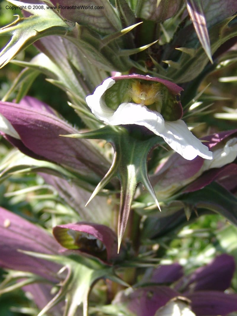 Acanthus spinosus--Crete. Ep. Apokoronos. Aptera. 23 May 05. 091.jpg