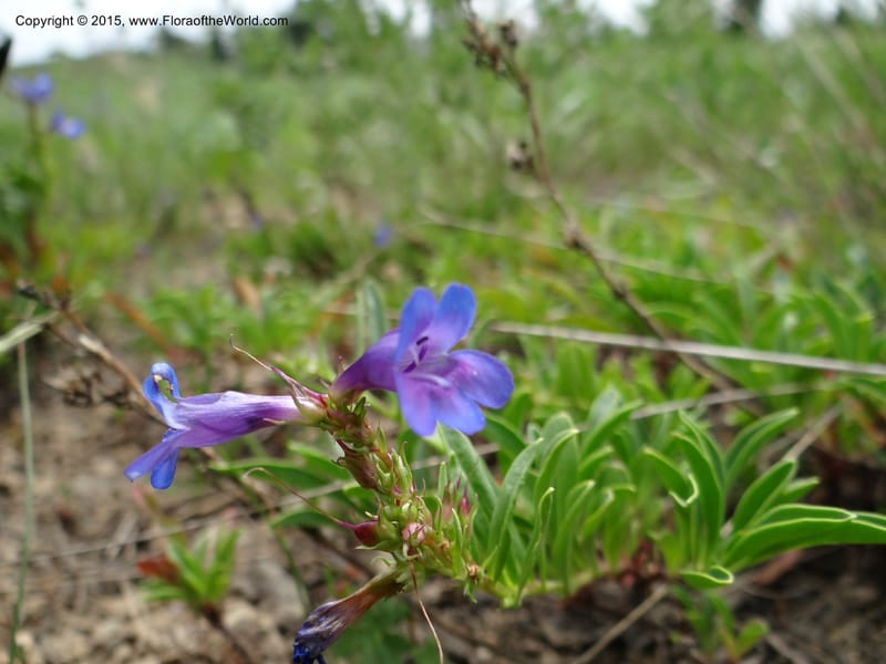 Penstemon leonardii, Mansfield, D 12-644--ID. Bear Lake Co. Mt. Sherman. 13 Jul 2012. DSC03601 (99).JPG