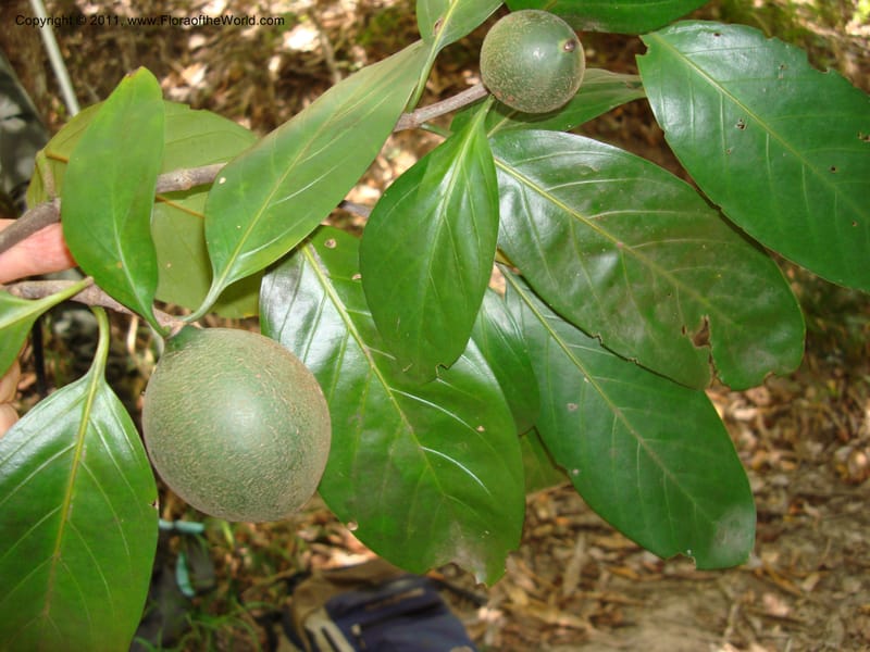 Atractocarpus, Munzinger, J 4756--New Caledonia, Prov N, Les Trois Creeks,  13 Nov 2007, (8).jpg