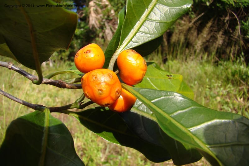 Morinda, Razafindraibe 206--Madagascar. Prov. Fianarantsoa. RN 12. 14 Jan 09. 292 (2).jpg