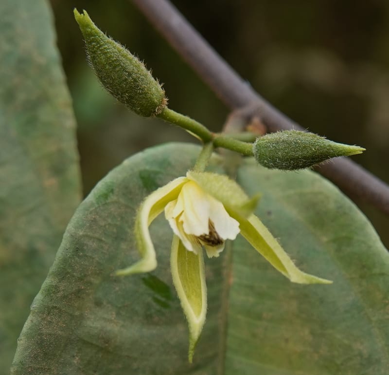 Grewia, C. Davidson 14070--Gabon. Maurel and Prom Rd. 24 Oct 2019. DSC02146 (27).JPG