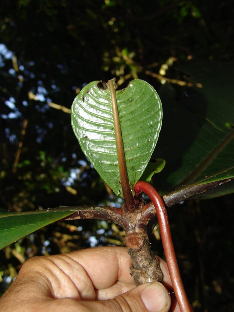Psychotria megalopus, RGereua6874--Tanz. Nawenge For. Res., ca. Mahenge. 19 Feb 06. 120.jpg