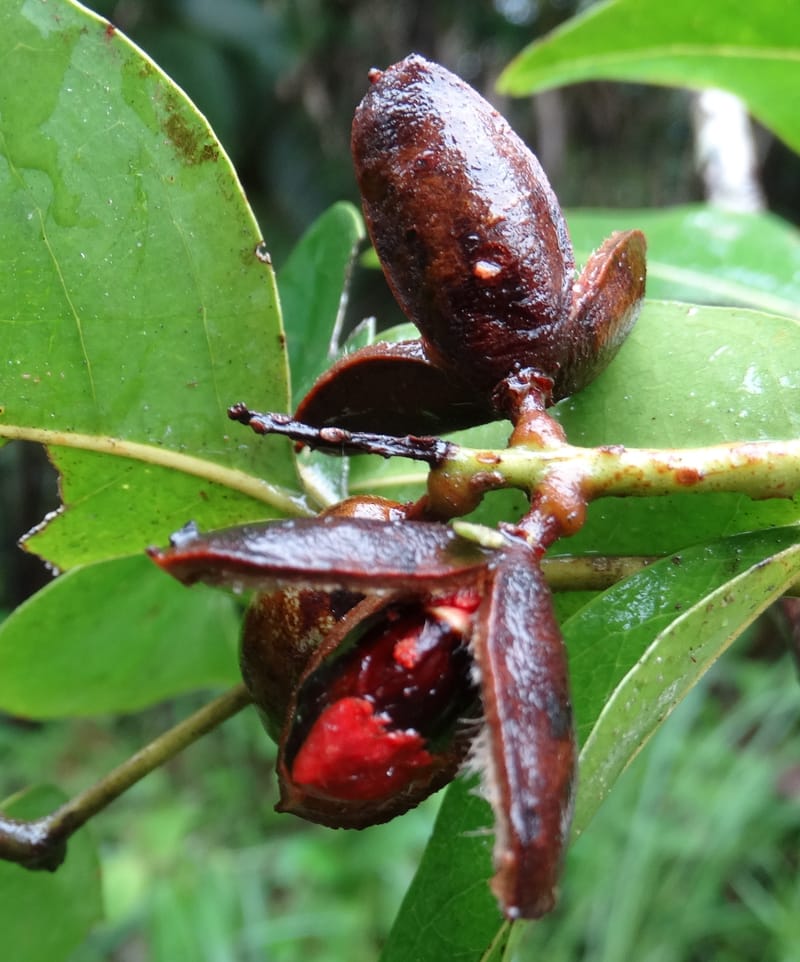 Lepidocupaniopsis concolor, Munzinger, J 7390--Fiji. Across the road from Waisali RF. 8 Nov 2015. DSC00330 (267).JPG