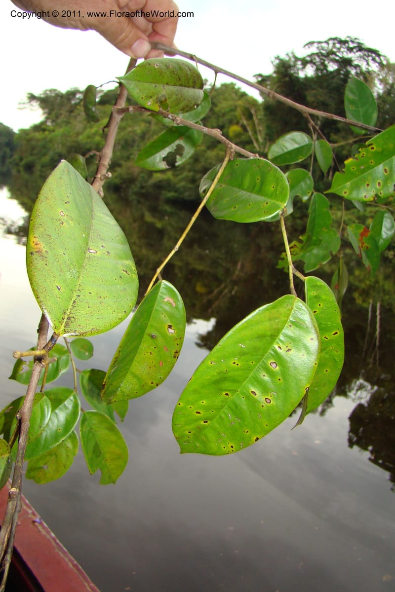 Dalbergia, RVasquez34833--Peru. Loreto. Dist. Nauta. Qbda Nawapa, Rio Tigre. 11 Nov 08. 918.jpg