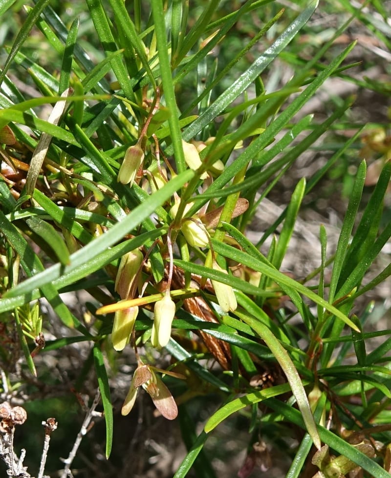 Aphanopetalum clematideum, Davidson, C 13444--Australia. W.A. Geraldton. Chapman River. 25 Oct 2016.  (104).JPG