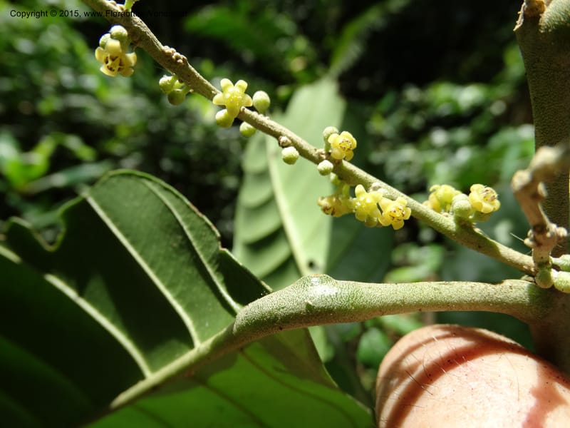 Octoknema, Davidson, C 12386--Cameroon. Bakengili Trail, Mt. Cameroon. 24 Mar 2014. DSC03587 (214).JPG