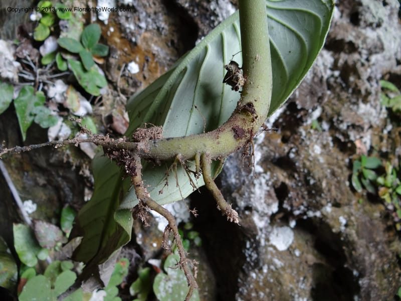 Monophyllaea singularis, S.98866--Sarawak. Fairy Cave. 27 Mar 2012. DSC05645 (16).JPG