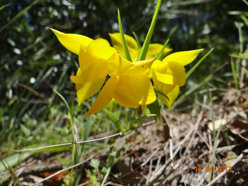 Calochortus amabilis, Davidson, C 12123--USA, California, Napa Co. 16 Apr 2013  9999 (8).JPG